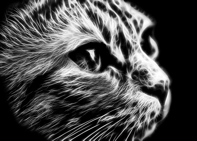 Cute Cat