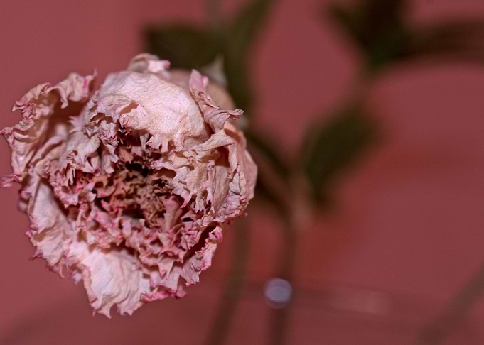 Pink rose