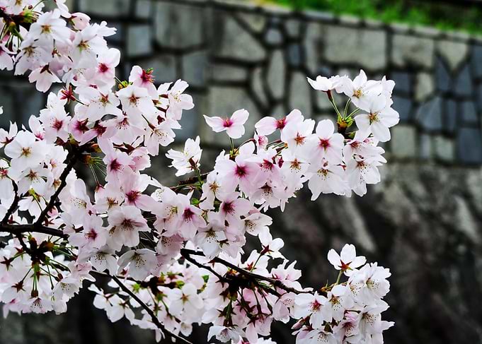 Hanami