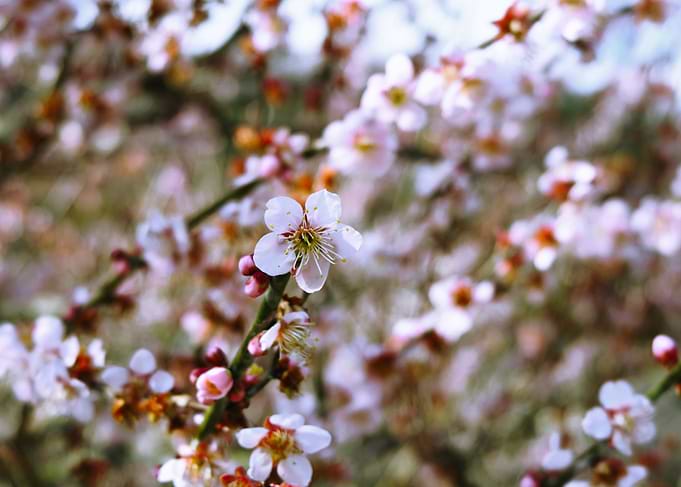 Hanami