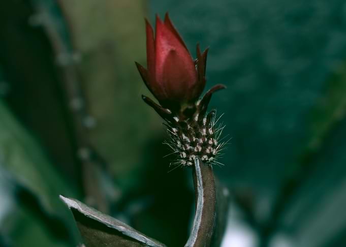 Cactus flowers
