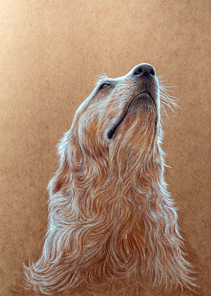 Golden retriever Rim light