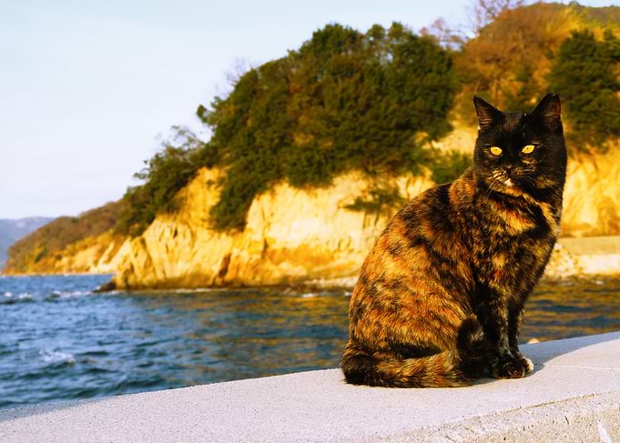 scales island cat
