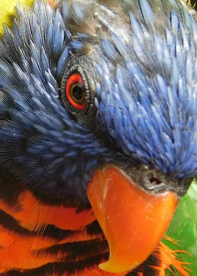 Colorful Bird 3