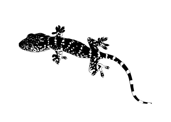 Gecko