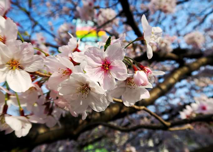 Hanami