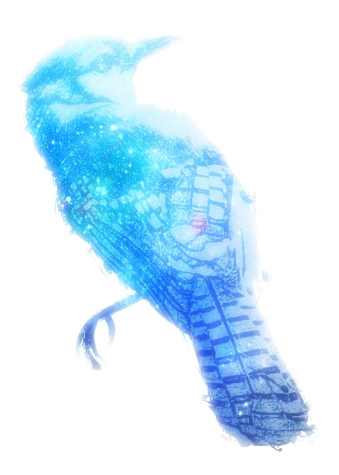 Blue Jay