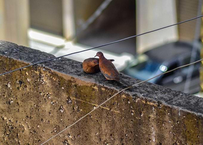 Urban Love