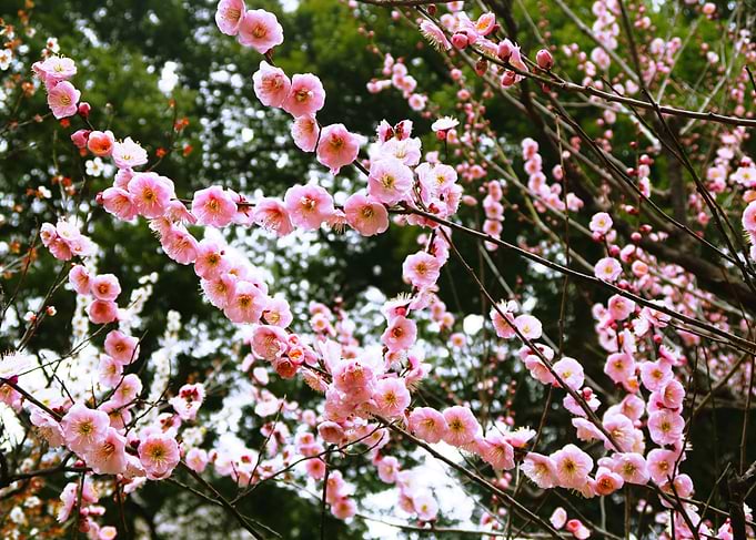 Plum flowers