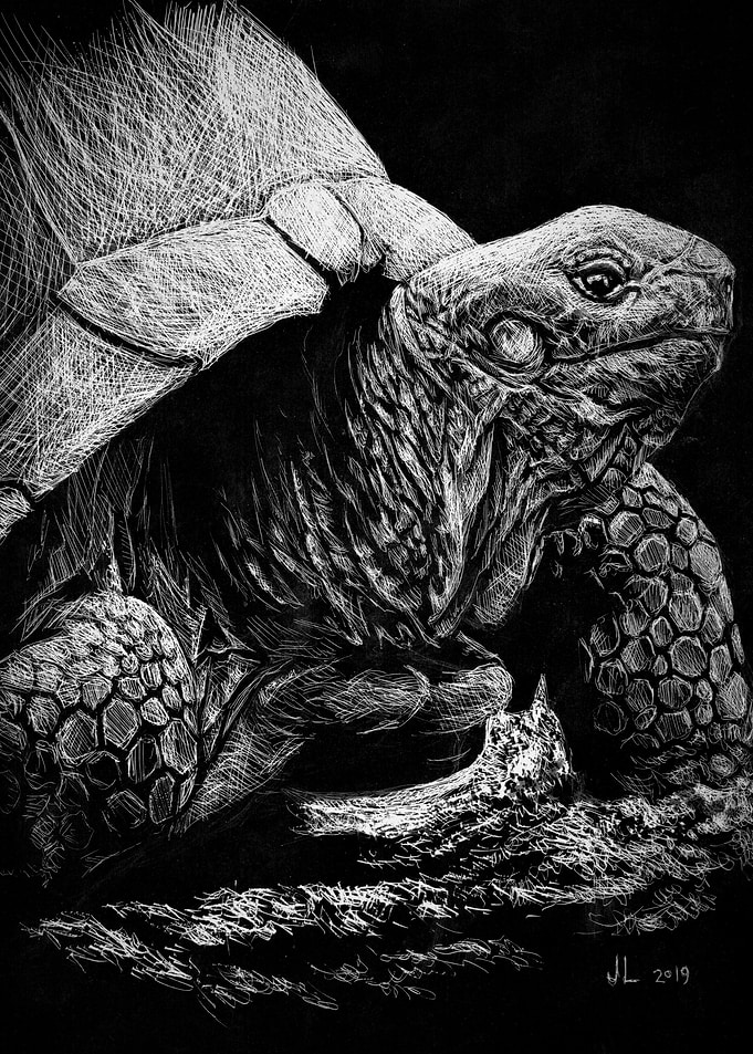 Tortoise