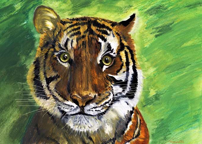 Tigress Allure