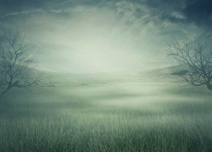 misty field