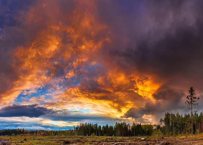 The Autumn Flame