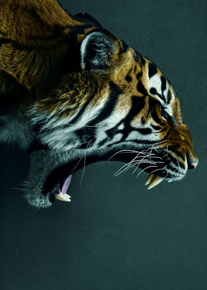 Angry Tiger face poster