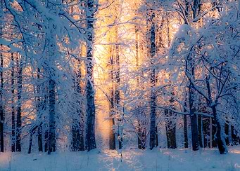 The Golden Dust