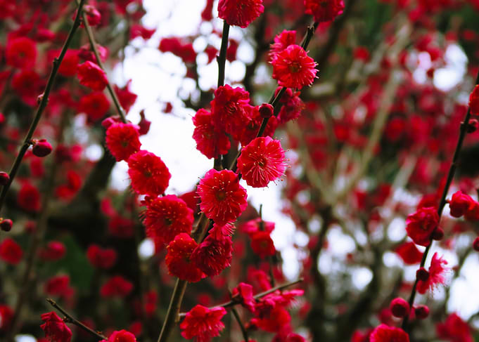 Plum flowers