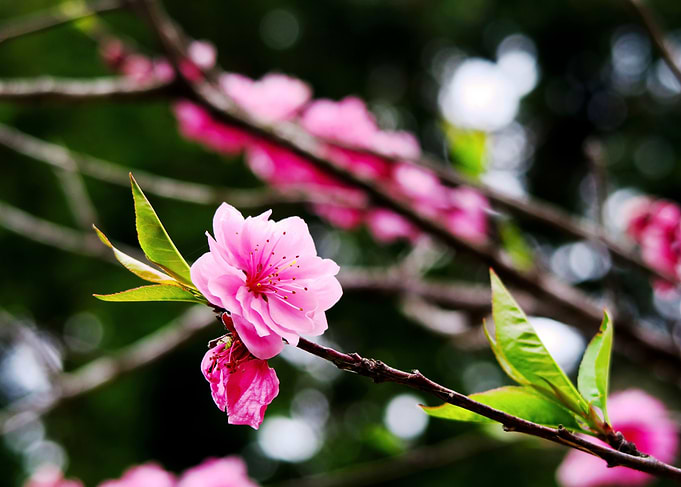 Plum flowers