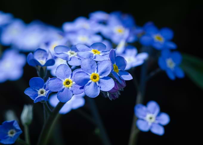 Blue On Black