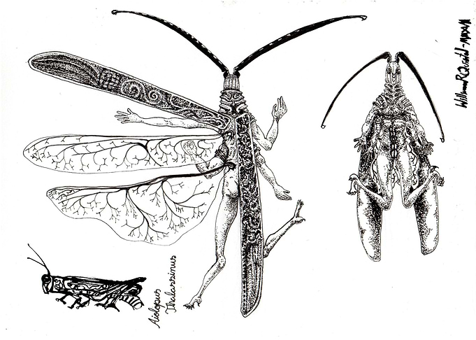 Aiolopus Thalassinus