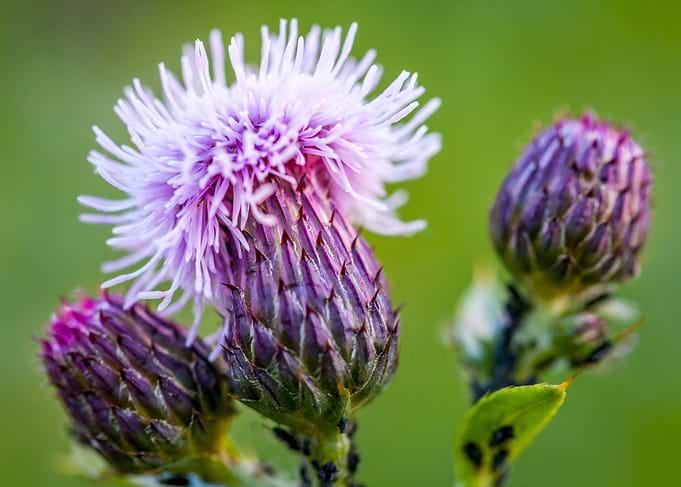 Sow Thistle