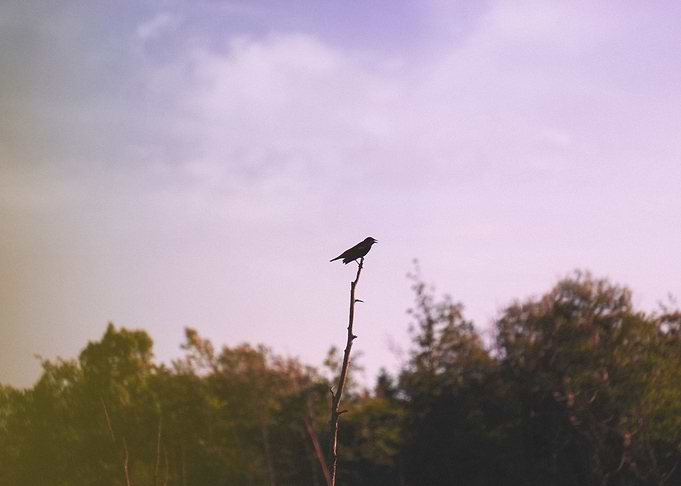 Flock of One