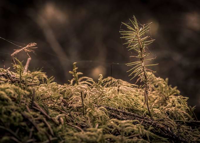 Tiny Pine