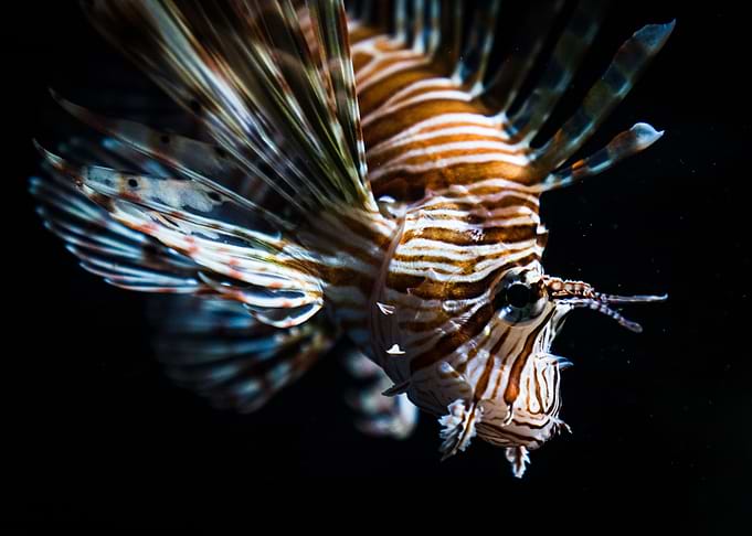 Fire Fish Closeup