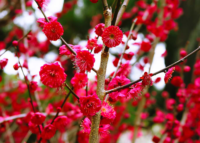 Plum flowers
