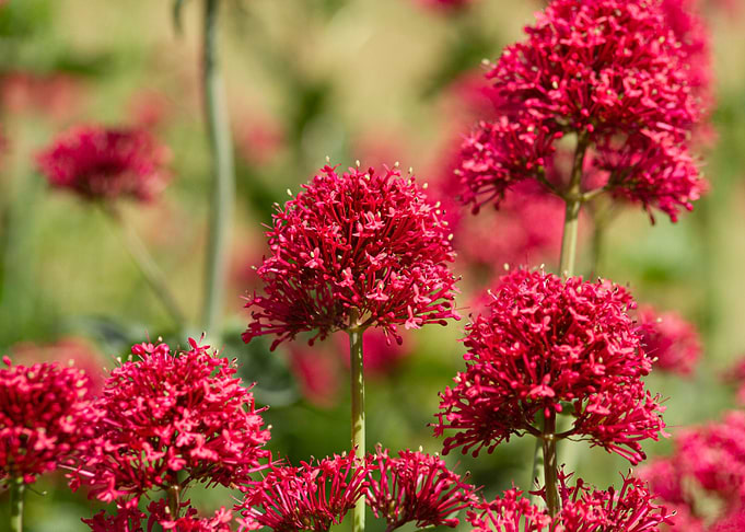 Red On Green