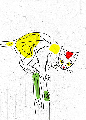 Feral Cat