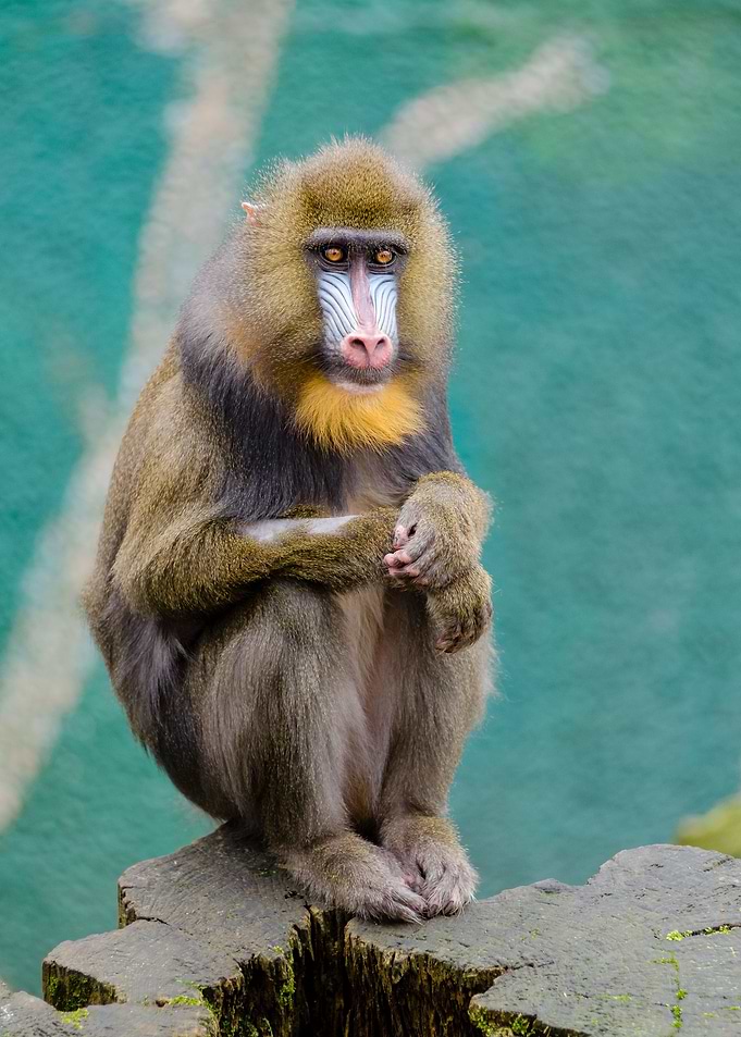 sitting ape