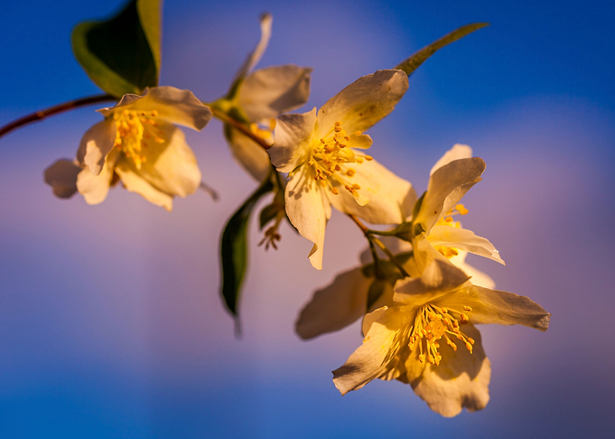 Apple Flowers