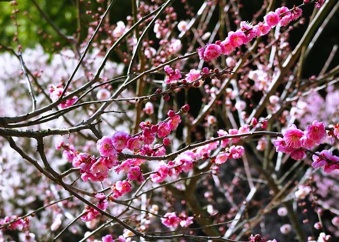 Plum flowers