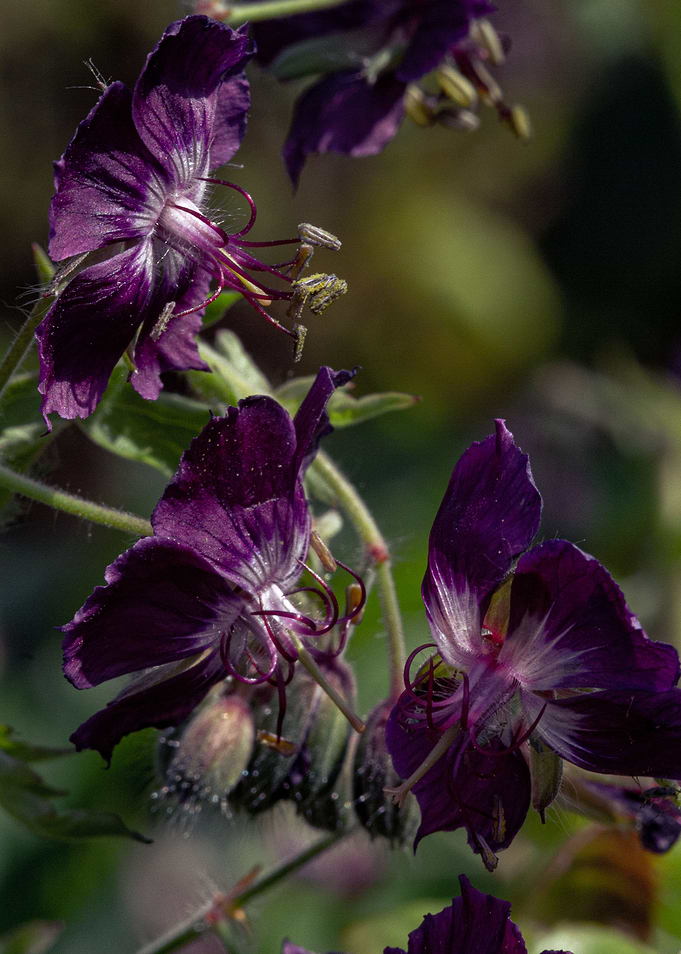 Purple On Green