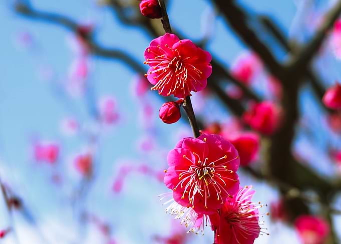 Plum flowers
