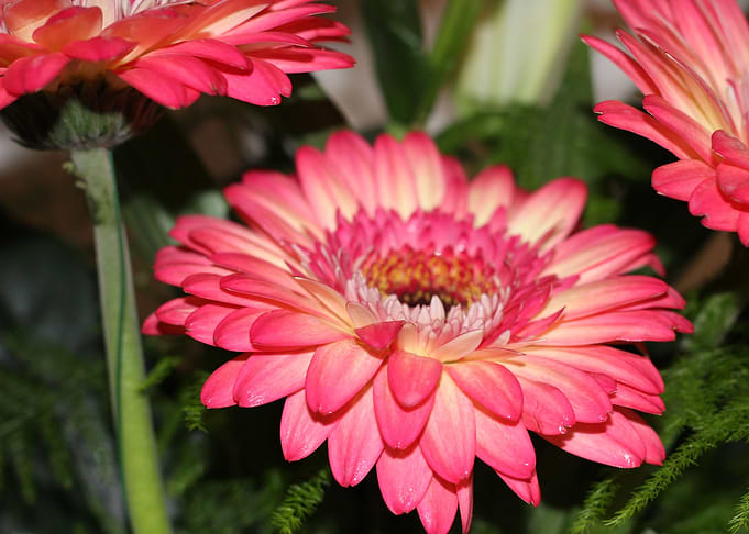 Pink flower