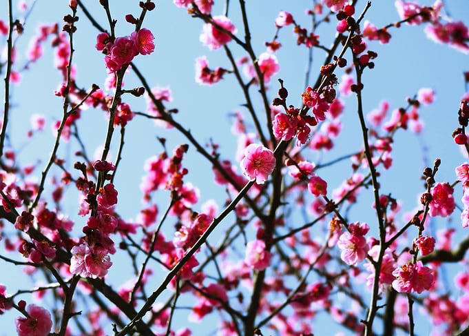 Plum flowers