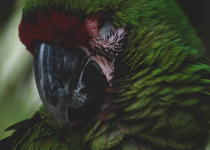 Green Macaw