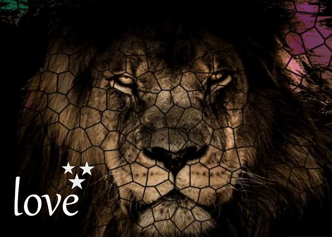 Lion King of The Jungle