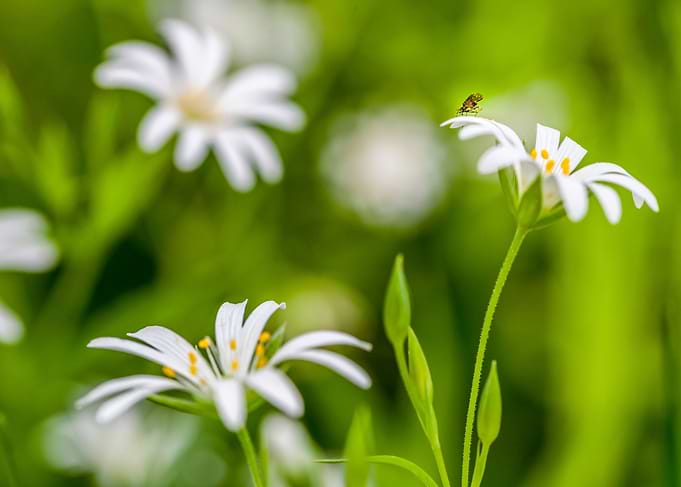 Mosquito and Flowers
