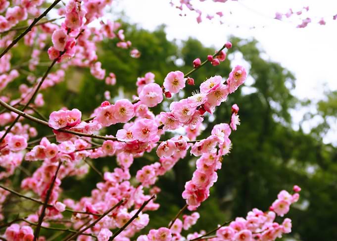 Plum flowers