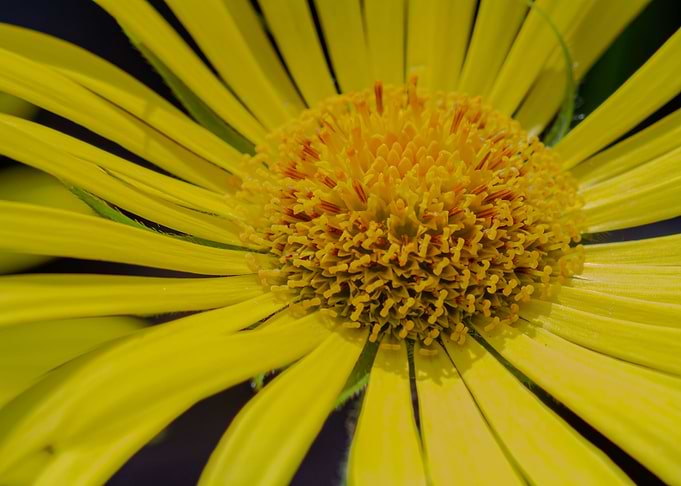 Big Yellow