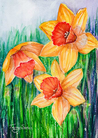 Daffodils