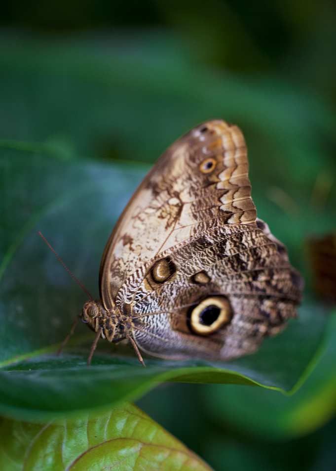 Beautiful butterfly