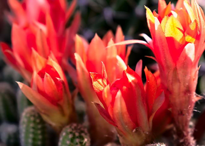 Cactus and his flowers