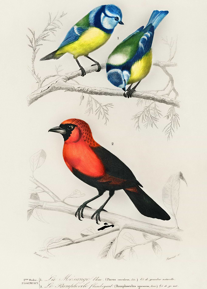 Different Types Of Birds I