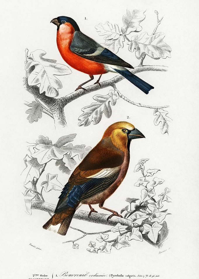 Different Types Of Birds I