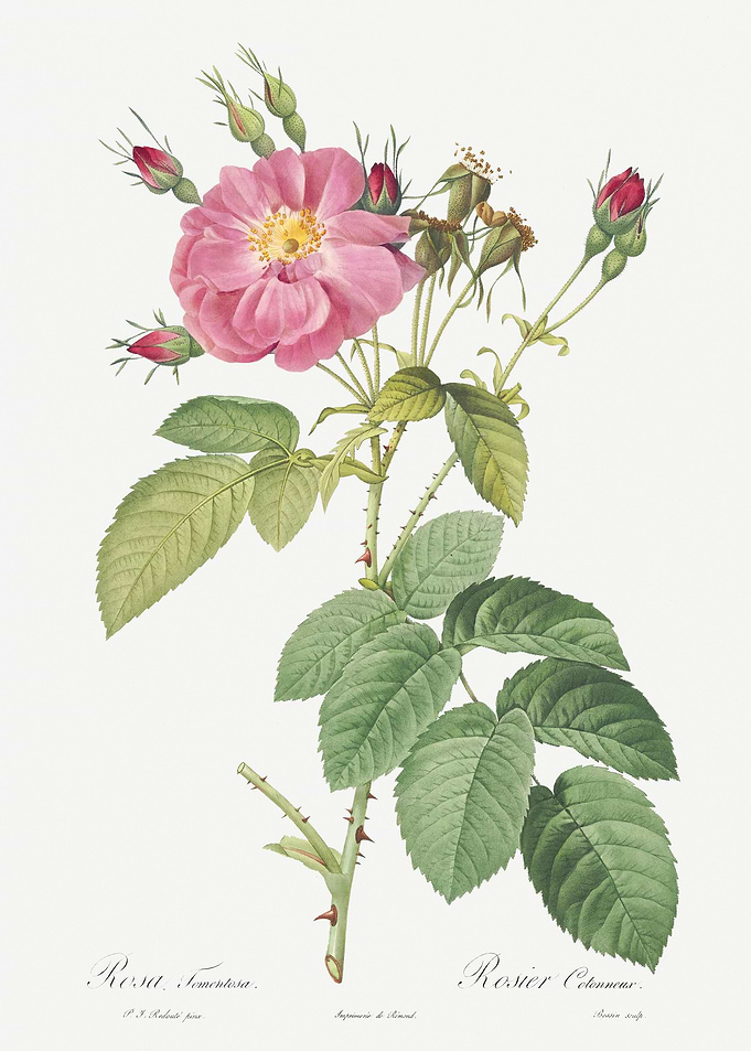 Pink Roses In Bloom