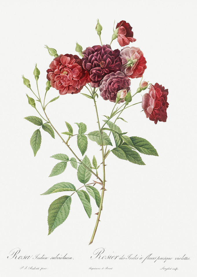 Ternaux Rose In Bloom