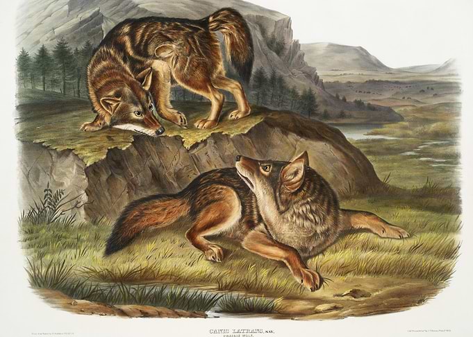 Prairie Wolf Canis Latrans